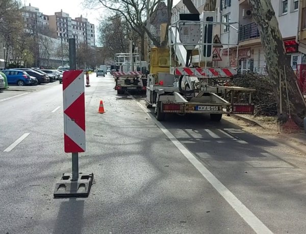Hétfőtől folytatódnak a favágási munkálatok a Vasvári Pál utca elején