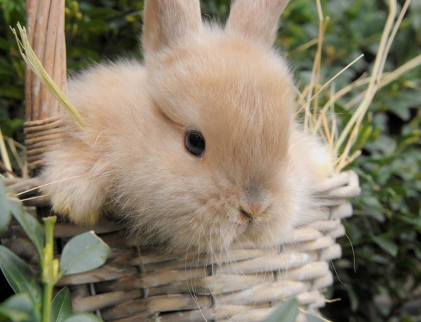 Húsvét után is legyen boldog a nyuszi!