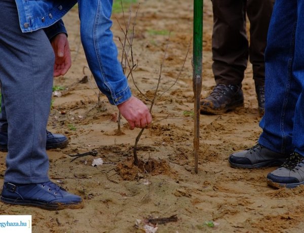 Önkéntes faültetésre várták az érdeklődőket a Sóstói-erdőben