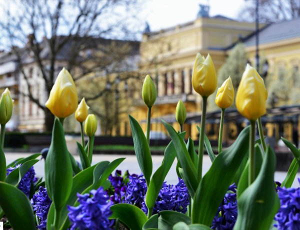 Áprilisban Tavaszi Zsongás Nyíregyháza főterén