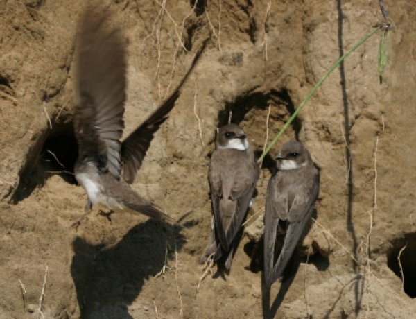 Felhívás – Partifecskék beköltözése építési területekre