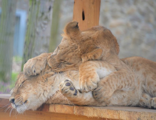 Már látogatók is megtekinthetik a tavalyi esztendőben Ukrajnából mentett kis oroszlánt a Nyíregyházi Állatparkban
