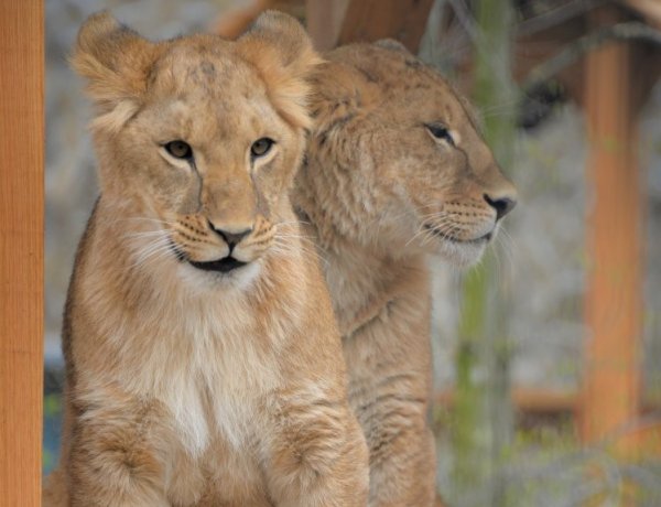 Már a látogatók is megtekinthetik az Ukrajnából mentett kis oroszlánt a Nyíregyházi Állatparkban