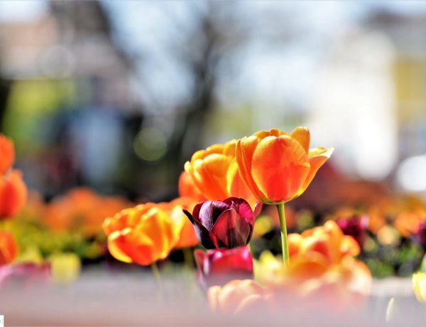 Tavaszi virágok – Ősszel dolgozott meg a tavaszi színpompáért a NYÍRVV