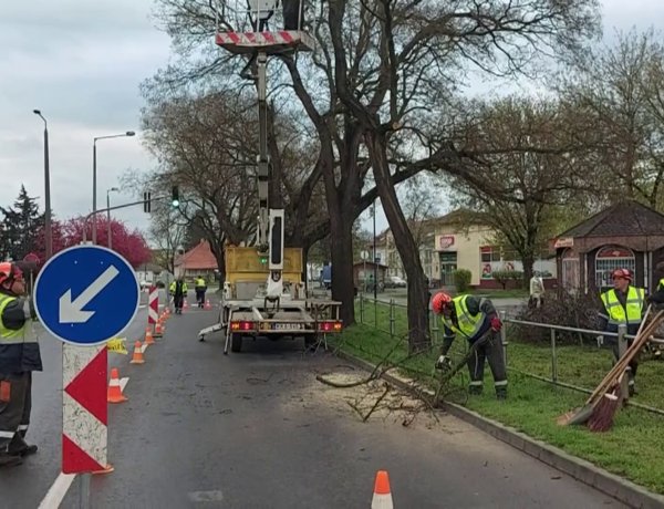 Favágási és faápolási munkálatokat végeztek a Szent István utcán