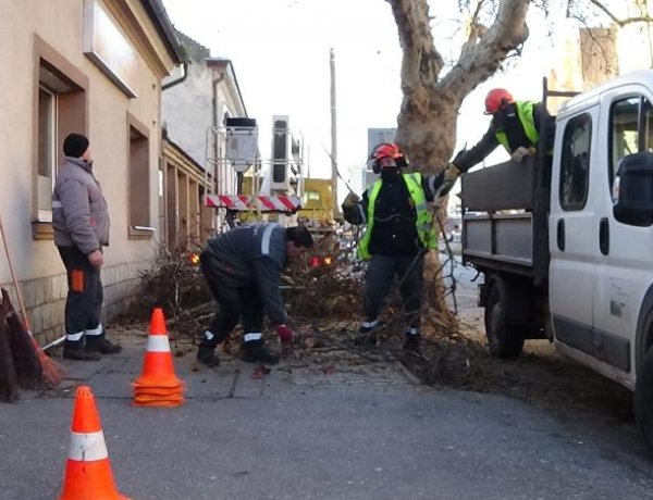 Péntek reggel faápolási és gallyazási munkálatokat végzett a NYÍRVV a Városmajor utcán