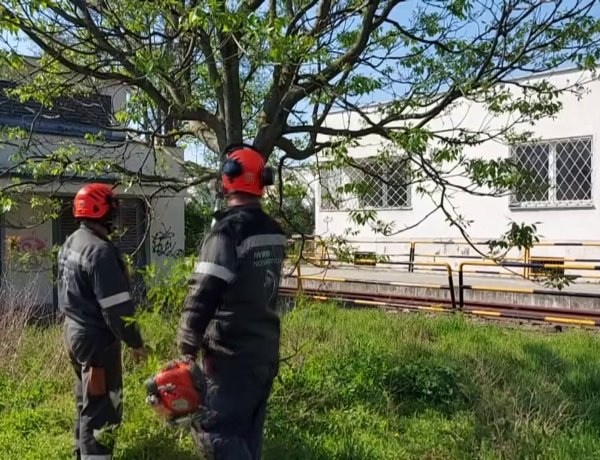 Az Állomás téren egy kettéhasadt korhadt fát távolítottak el