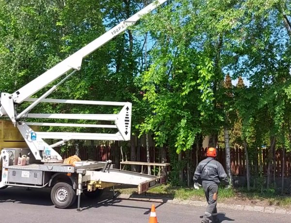 Faápolási, gallyazási munkálatokat végeztek a Fehér Gábor utcán