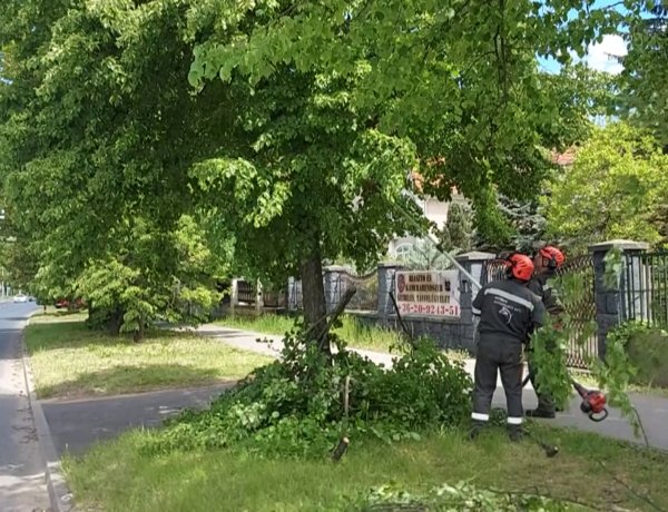 Faápolási munkálatokat végeznek a NYÍRVV Nonprofit Kft. szakemberei