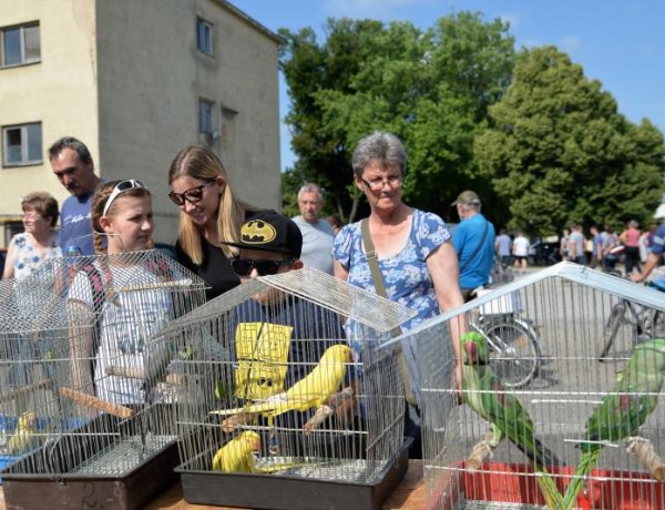 Kisállatbörze Nyíregyházán