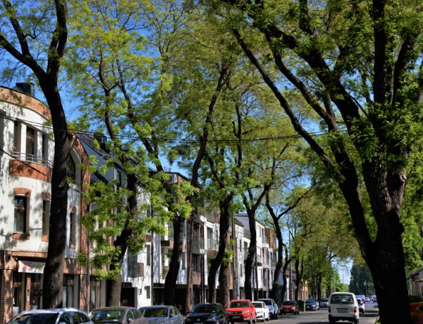 A fa óriási érték, vigyázzunk rá! – A városi főkertész mindig a megőrzésre törekszik a bővítés mellett