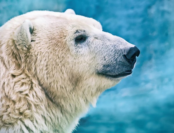 Jegesmedve tenyészközpontot adnak át Nyíregyházán