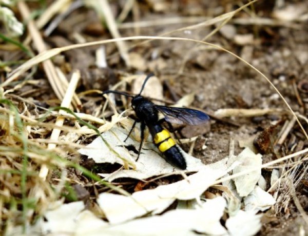 Lakossági felhívás - Ne féljünk tőlük, ne üldözzük az ártalmatlan tőrösdarazsakat!