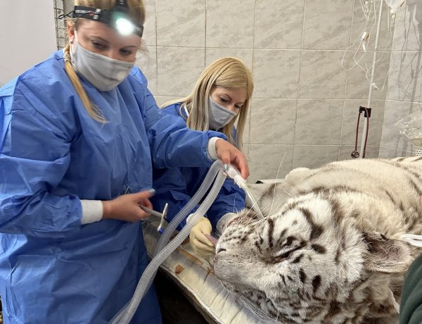 Fogászati műtétet végeztek az állatpark fehér tigrisén