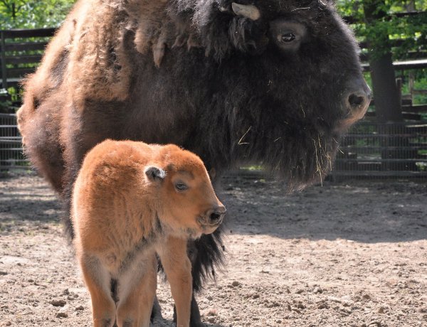 Amerikai bölény született a Nyíregyházi Állatparkban