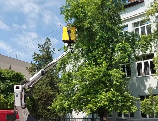 Forgalomkorlátozás mellett végeznek favágási munkálatokat a belváros több pontján