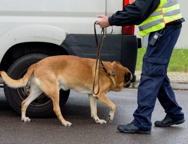 Szimatmeló - A NAV kereső kutyáié volt a terep a „DOG WORK” akcióban