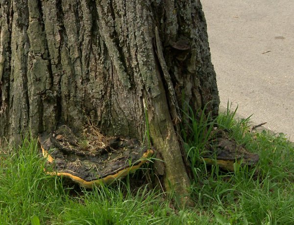 Csak beteg, balesetveszélyes fákat vágnak ki a Blaha Lujza sétányon