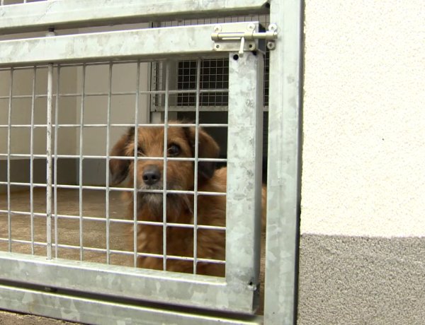 80 kutya várja az örökbefogadást