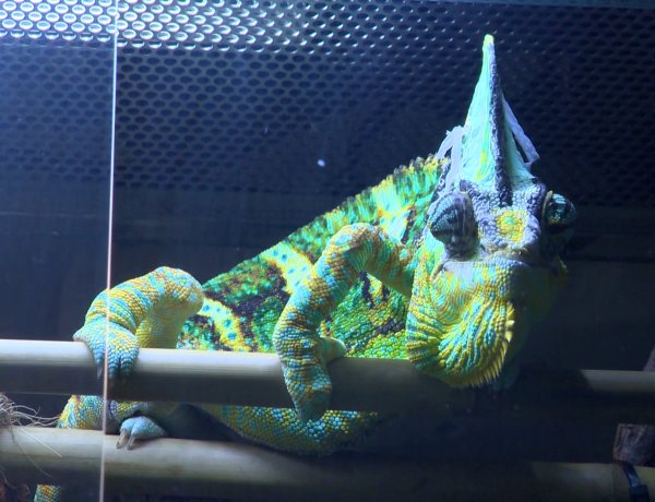 Egyre többen vásárolnak díszállatot