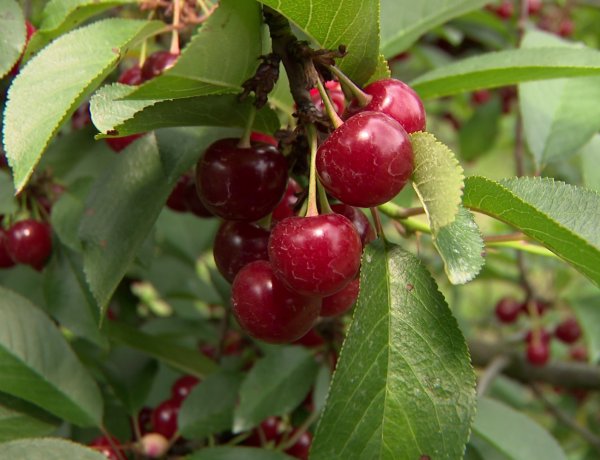 Meggytermesztés – Az időjárás a legkockázatosabb tényező