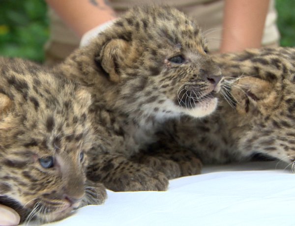 Igazi szenzáció – Észak-kínai leopárdok születtek a Nyíregyházi Állatparkban