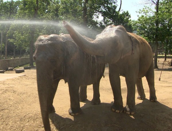Hőség az állatparkban – Fagyasztott csemegékkel és frissítő zuhannyal hűsítik az állatokat