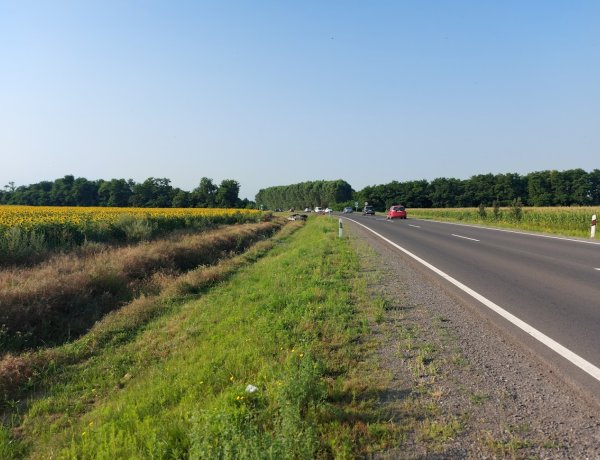  Több millió méhecske veszélyezteti a 338-ason közlekedőket!