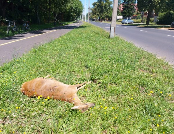 Elütöttek egy őzet