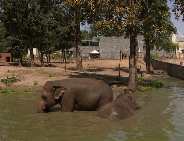 Meghálálják a törődést – Még több odafigyelést igényelnek az állatok a hőségben