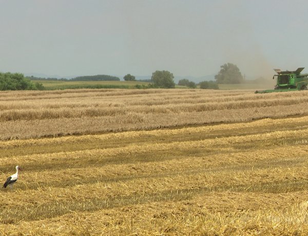 Aratás – Az egyik legjobb év lehet a 2023-as a búza szempontjából