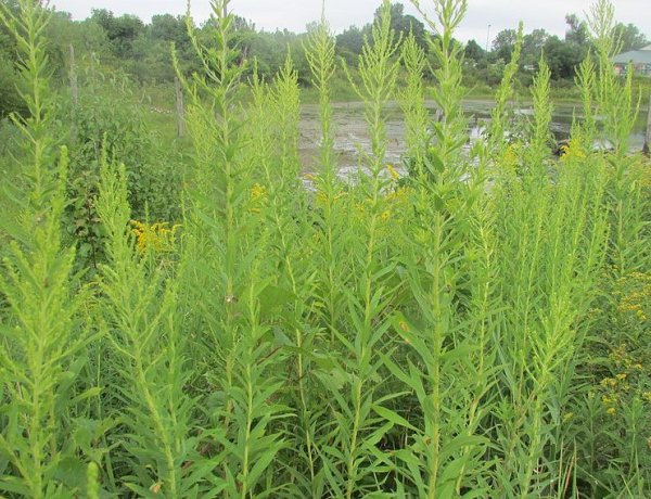 Nő a parlagfű koncentrációja 