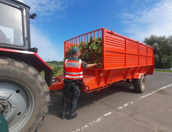 Szoros kontroll a dohánytermelőknél