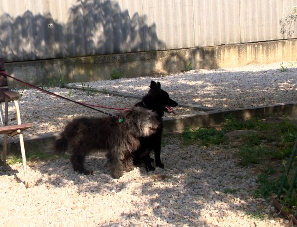 Kutyamérgezés – A gyorsaság mindig életet menthet