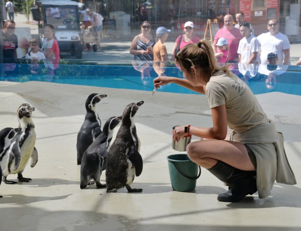 Humboldt-pingvinek – A Nyíregyházi Állatpark új lakói egyre bátrabbak területükön