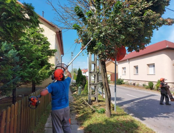 Megszépültek a fák a Hímesben