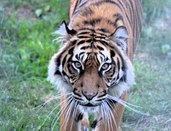 Már látható  a Gio nevű hím szumátrai tigris új párja