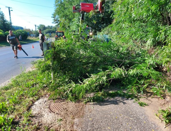 Metszik a fákat a Kemecsein