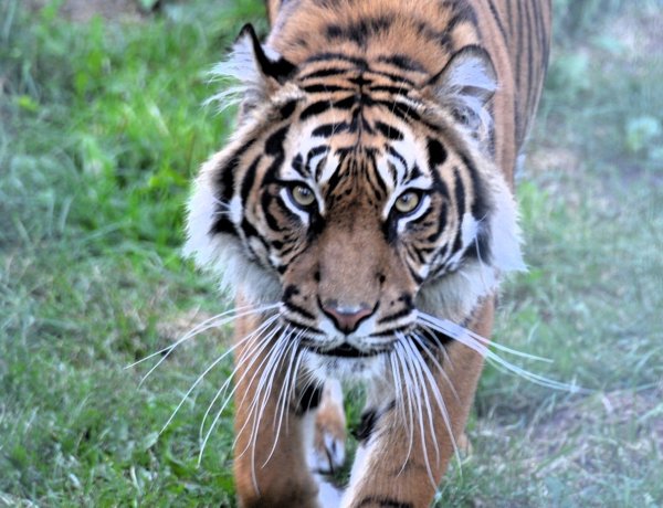 Új lakó az állatparkban – Nőstény szumátrai tigris érkezett Nyíregyházára