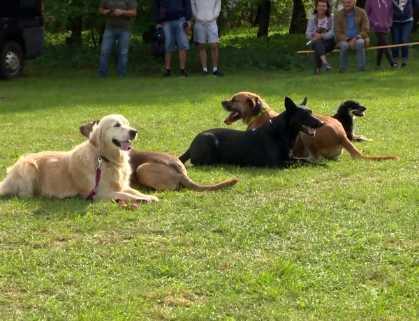 Fesztivál az állatokért – Harmincéves az Állatbarát Alapítvány