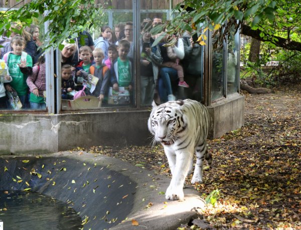 Állatok világnapja – Látványetetések és színes programok a Nyíregyházi Állatparkban