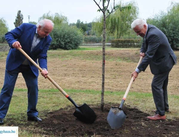 Tovább zöldül Nyíregyháza, folytatódik a polgármesteri fásítási program