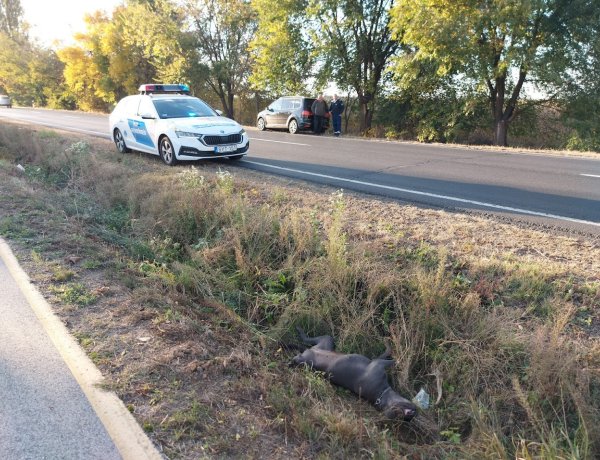 Kiszökött a kutya, a 41-esen elgázolták