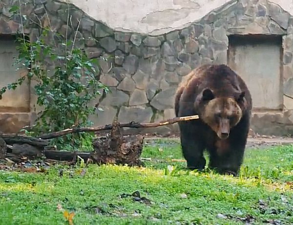 Hát ez óriási! A barnamedvék óriása érkezett a Nyíregyházi Állatparkba