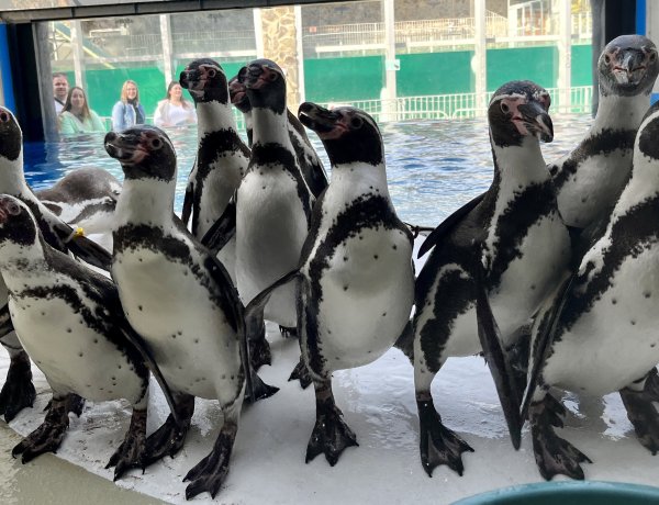 Humboldt-pingvinek – Bővült a Nyíregyházi Állatpark pingvin csapata