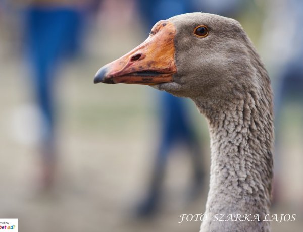 Márton-napi vigasság – Jön az év utolsó programja a Sóstói Múzeumfaluban