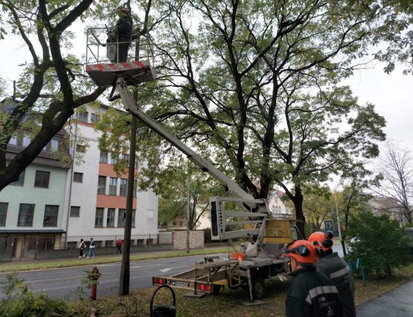 Lelógtak az ágak, megoldotta a NYÍRVV