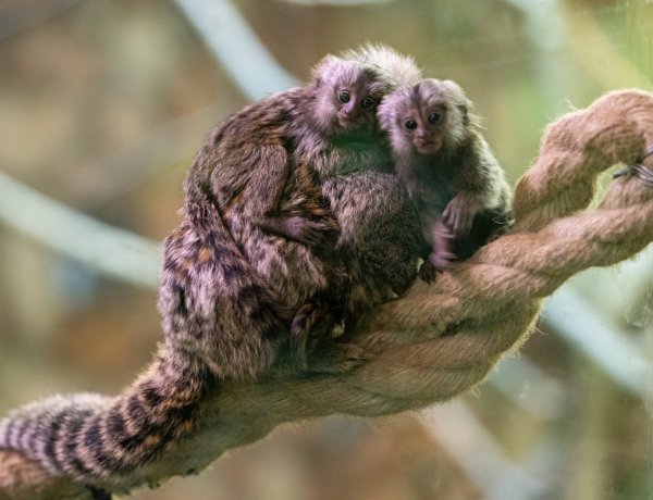 Ikrei születtek Kátyának, az Ukrajnából mentett selyemmajomnak a Nyíregyházi Állatparkban