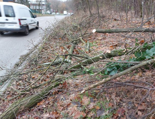 A Csaló közben gallyaznak 