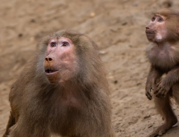 A megválasztották a Nyíregyházi Állatpark dolgozói az év állatát!